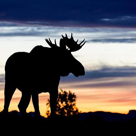 Wildlife Panorama Lofoten Bostad Екстериор снимка
