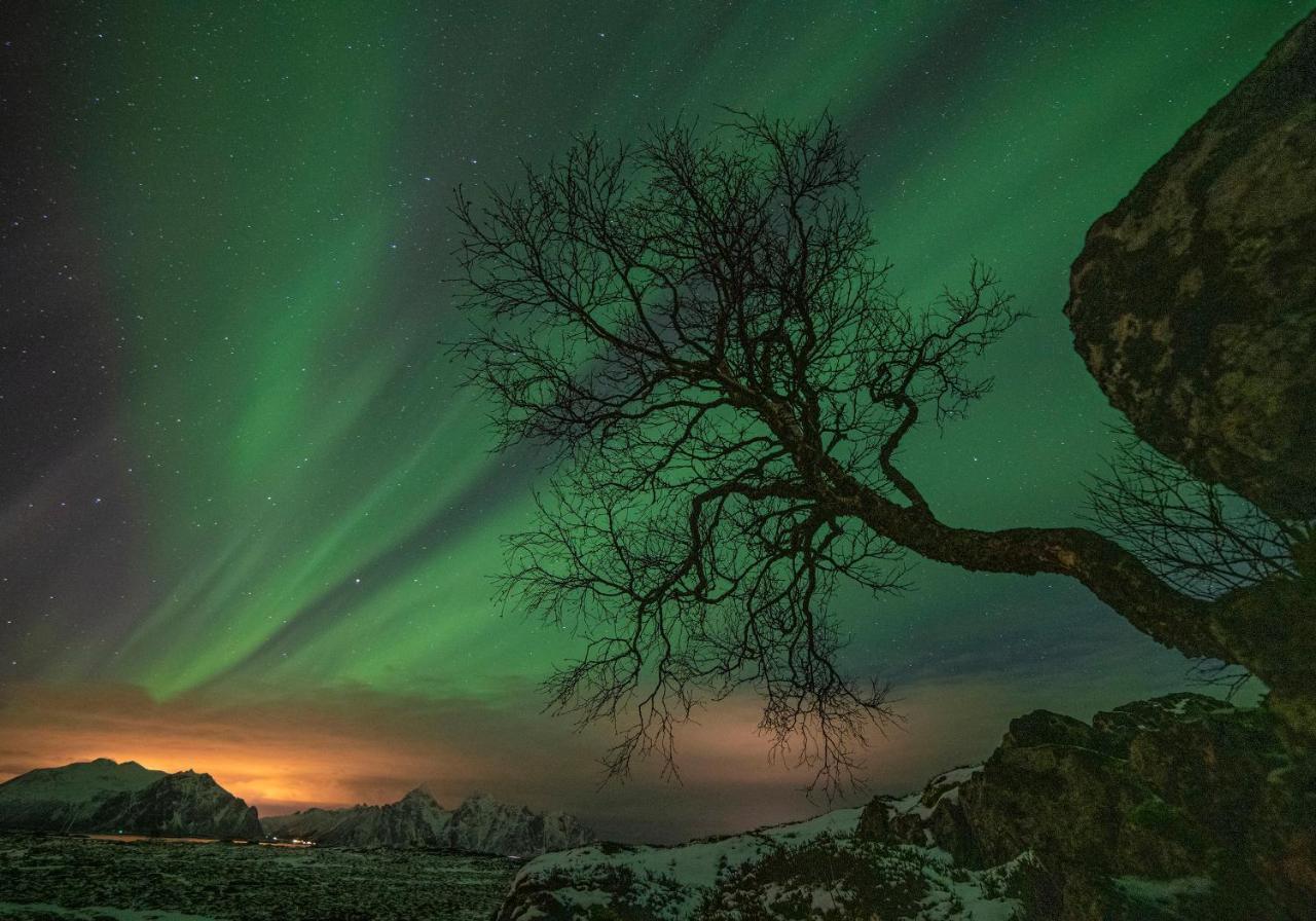 Wildlife Panorama Lofoten Bostad Екстериор снимка